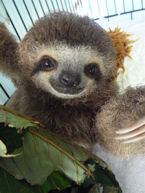 Funny Sloth Wallpaper Wallpapersafari