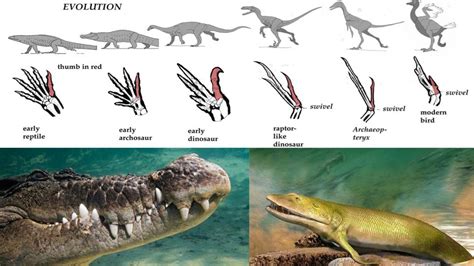 Evolution Reptiles Were The First To Evolve