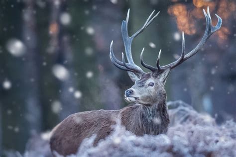 Winter Wildlife Wallpapers Top Free Winter Wildlife Backgrounds