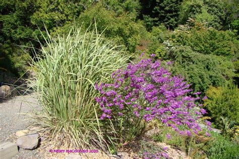 Plantfiles Pictures Purple Broom Polygala Virgata By Kell