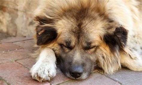 Cuanto Cuesta Disecar Un Perro En España - Noticias del Perro