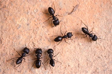 how to kill ants in your house f