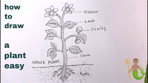 How To Draw A Plant Step By Stepdraw Parts Of Plant Easy Youtube