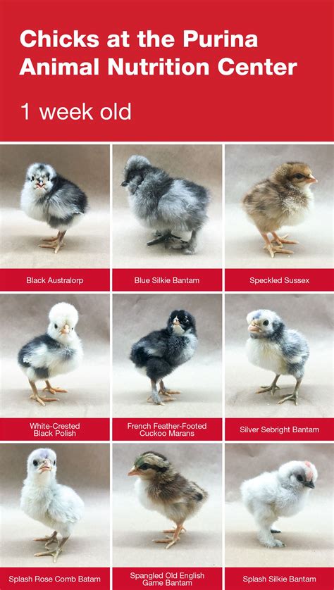 How To Identify Chick Breeds Artofit