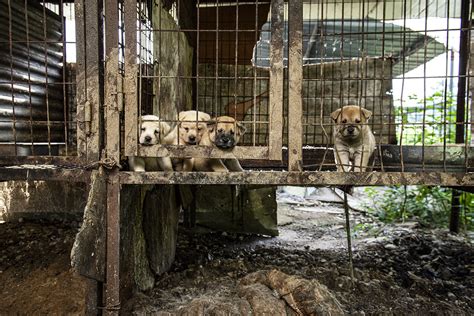 Closing South Koreas Dog Meat Farms — Sophie Gamand