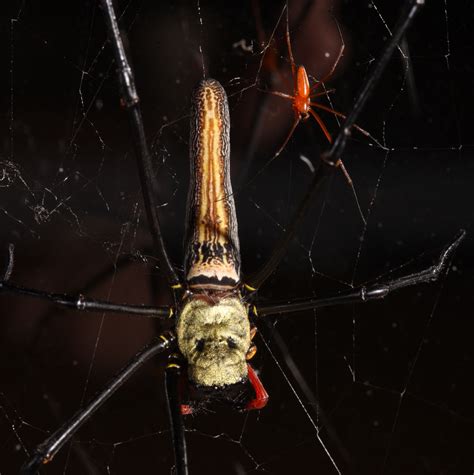 Smithsonian Insider Female Spiders Produce Mating Plugs To Prevent
