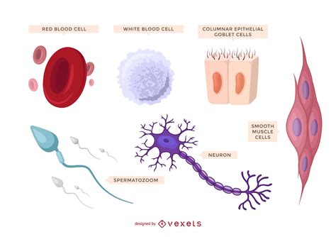 10 Types Of Human Cells