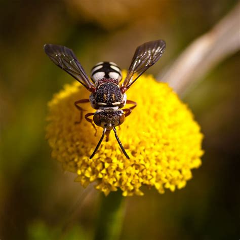 Bee Macro Photography