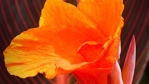 We did not find results for: Plants & Flowers That Do Well in Florida Sun | Garden Guides