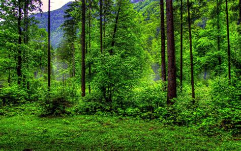 Natural Green Forest Wallpaper Forest Green Nature