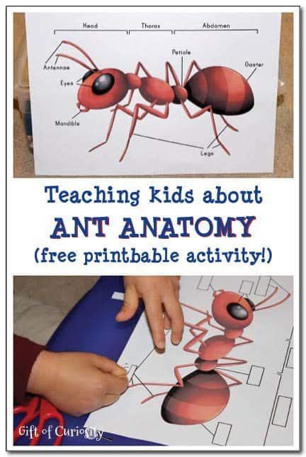 Ant Anatomy Printable