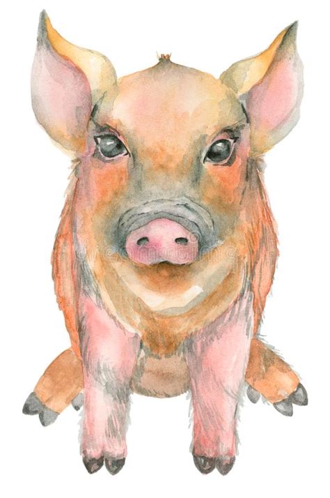Watercolor Pig Stock Illustrations 4177 Watercolor Pig Stock