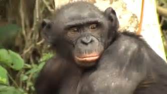 Sex Addicted Bonobo Apes Face Extinction Fox News Video