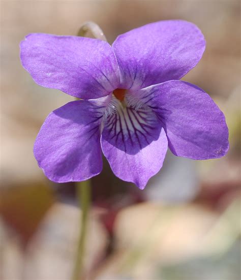 File:Alpine Violet Viola labradorica Flower 1453px.jpg - Wikimedia Commons