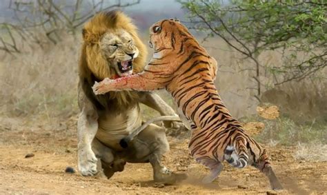 Lion Vs Tiger Real Fight Animals Batallas Épicas De Animales