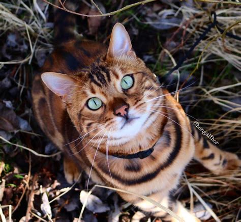 My cat has spots, so it must be a bengal, right? Beautiful Spotted and Striped Bengal Cat Named "Thor"