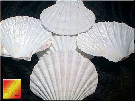 Restaurant Quality Baking Shells Scallops Seashell Restaurant
