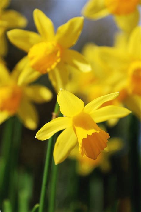 Narcissus Daffodil Planting And Caring For The Spring Sun Bringing