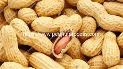 Heres Why You Shouldnt Drink Water Right After Eating Peanuts Peanut Processing Machine