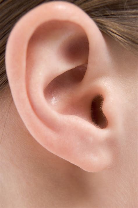 Healthfully Ear Anatomy Reference Human Ear