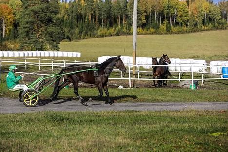 Mäkinen on pitänyt valmennustallia tampereen teiskossa sijaitsevalla kivirannan tilalla. Graceful Swampin voittoputki katkesi kauden tärkeimmässä ...