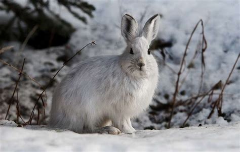 What Do Wild Bunnies eat in Winter? 10+ Rabbit Foods in Winter (2023)