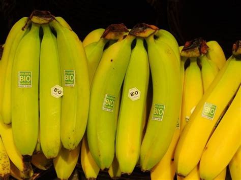 Gm Banana Designed To Slash African Infant Mortality Enters Human
