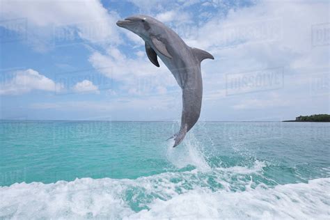 Common Bottlenose Dolphin Nipodper