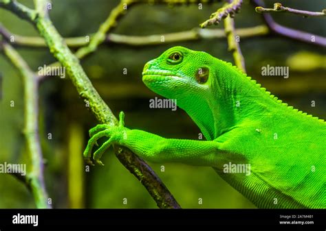 Female Green Banded Fiji Iguana In Closeup Tropical Lizard From The