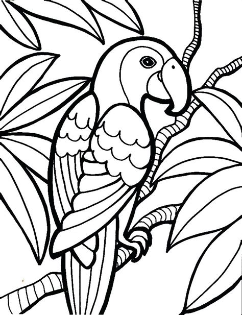 Parrot Bird Drawing At Getdrawings Free Download
