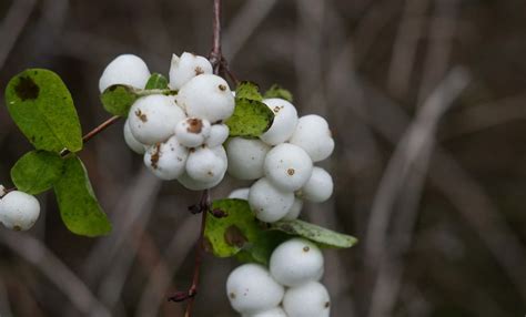 Autumn Snowberries © David Pashley Cc By Sa20 Geograph Britain And