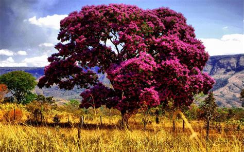 Pink blooming trees identification noen arter av trær vokser vilt i amerika og produsere rosa blomster. Pin by Beverly Lett on Trees (2) | Flowering trees, Pink ...