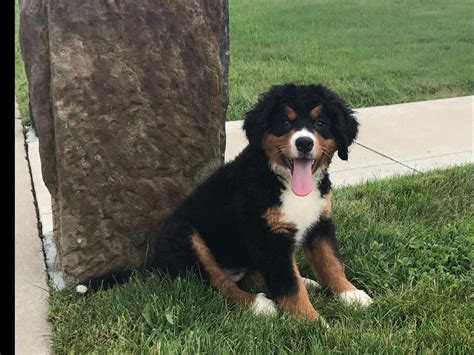 Bernese mountain dog breeders in australia and new zealand. Berners Of Ohio - Bernese Mountain Dog Puppies For Sale