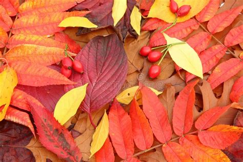 Autumn Leaves Imagen De Archivo Imagen De Hojas Coloreado 101951423