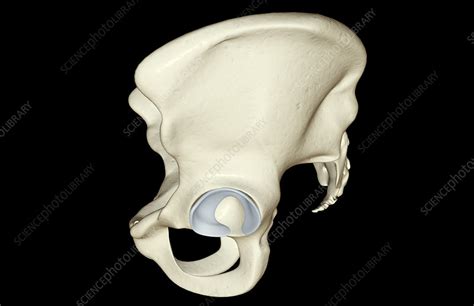 The Bones Of The Pelvis Stock Image F0014708 Science Photo Library