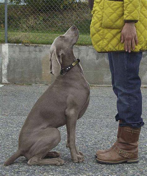 Strict Rules That Weimaraners Have Established For Humans To Follow