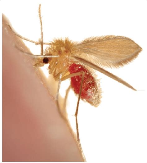 A Sandfly Phlebotomus Species The Vector Of Leishmaniosis Feeding On Download Scientific