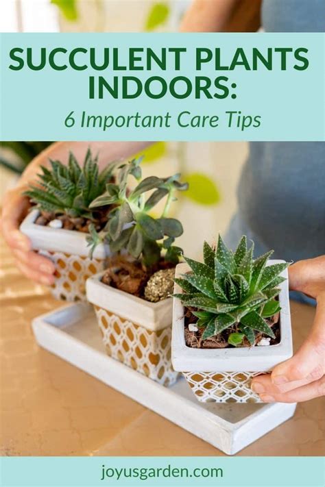 List Of 10 How To Keep Succulents Alive Indoors