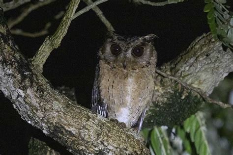 Birds Of Tamil Nadu Part 2 பறவைகளின் தமிழ் பெயர்கள் Roaming Owls