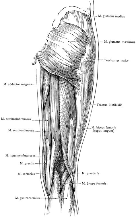 Posterior View Of The Superficial Muscles Of The Thigh Human Muscular