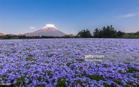 Oakington Blue Flower Field And Mount Fuji High Res Stock Photo Getty