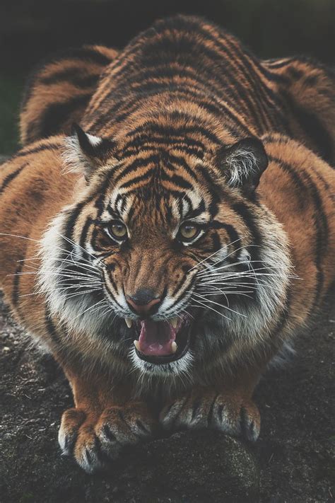 Ikwt Sumatran Tiger John Vargas Ikwt Sumatran Tiger Animals
