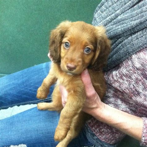 Standard, bronze, silver, gold, and platinum. My miniature long-haired doxin :) 9 weeks and only 2.8 lbs ...