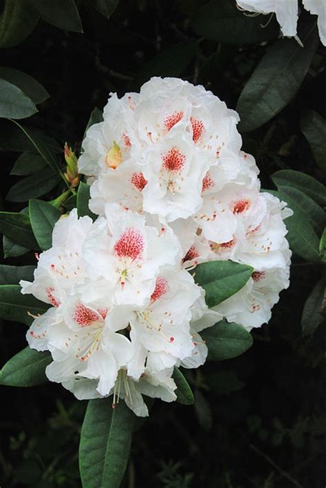 Free Photos Rhododendron Shrub Evergreen Bush White Flower Steve Bidmead