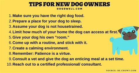 15 Tips For New Dog Owners For A Successful Petting Dog Dwell