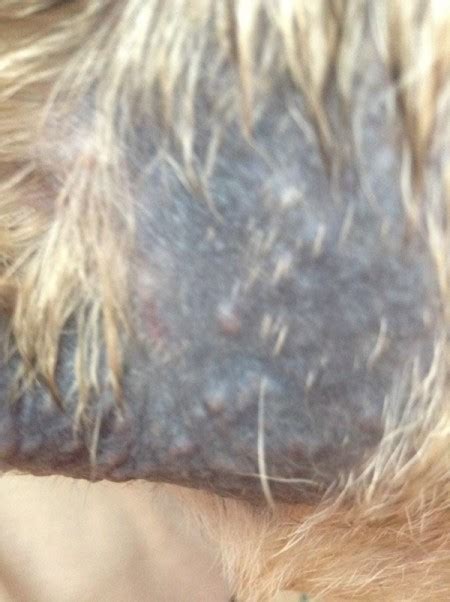 My Dog Has A Yeast Infection On His Skin What Kind Of