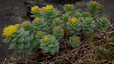 Rhodiola Rosea Benefits Uses Dosage And Side Effects