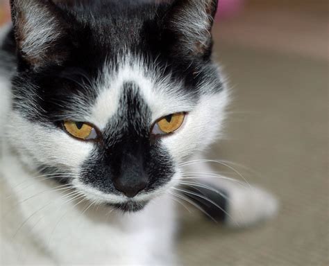 무료 이미지 화이트 착한 애 초상화 고양이 새끼 검은 닫다 눈 구레나룻 척골가 있는 호박색 유럽 쇼트 헤어