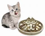 Check out the dotpet slow feeder bowl, ceramic fun. Slow Down Speedy Eaters With a Maze Bowl for Cats ...