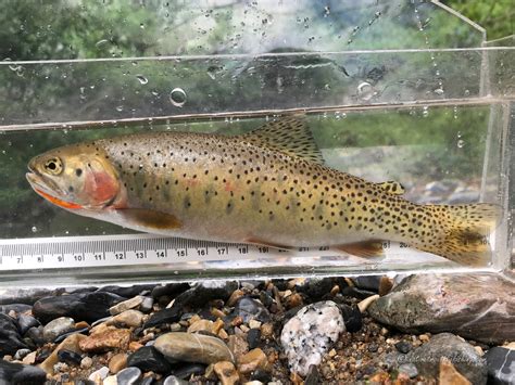 Native Trout Fly Fishing Missouri River Westslope Cutthroat Trout